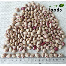 Wholesale Round Shape Xinjiang Origin Light Speckled Kidney Beans